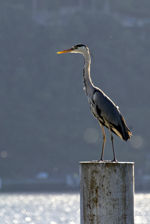 Ardea cinerea