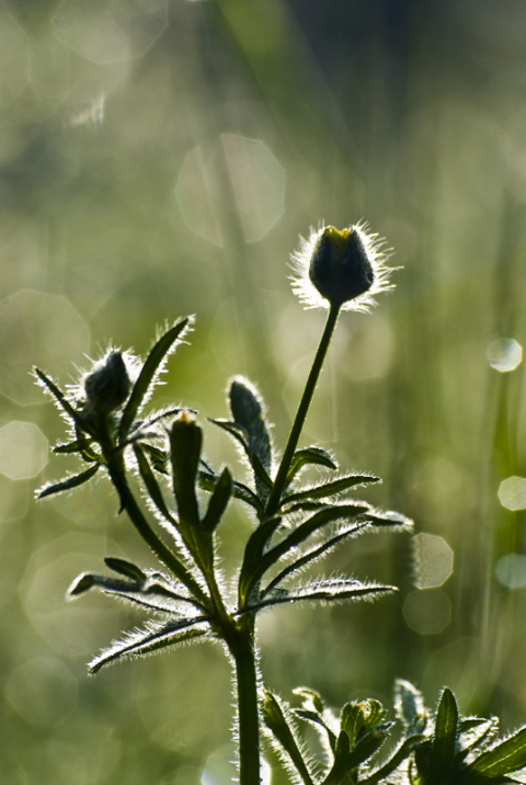 Bocciolo in controluce