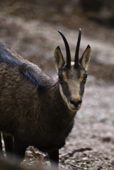 Rupicapra rupicapra