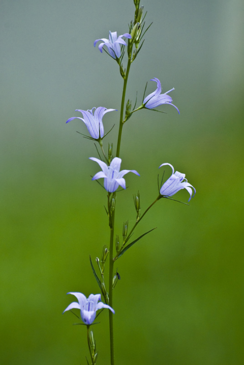 Campanula rapunculus