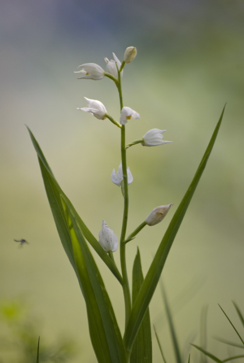 Cephalanthera longifolia
