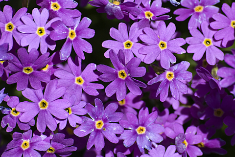 Fiori fuxia