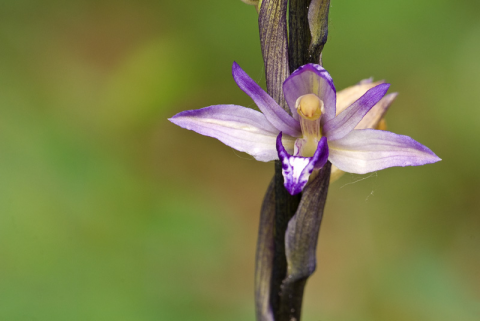 Limodorum abortivum