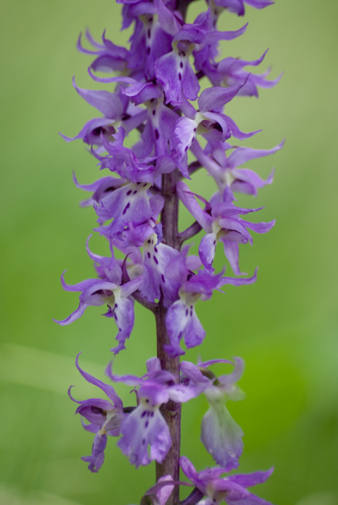 Orchis mascula