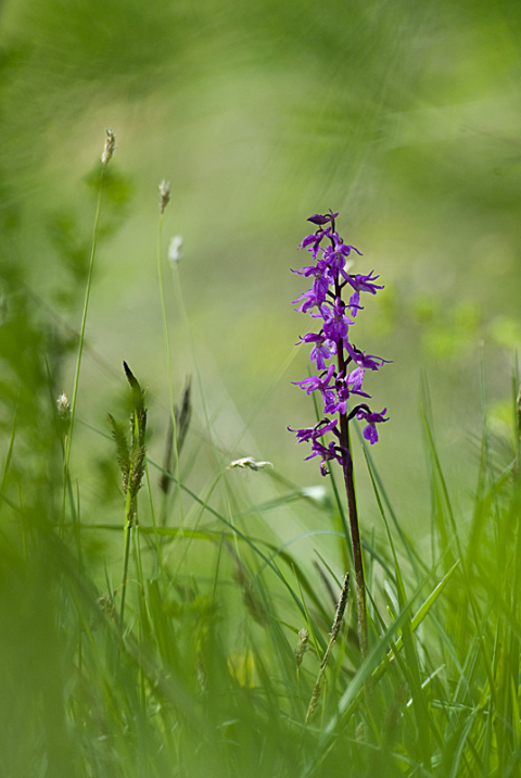 Orchis mascula