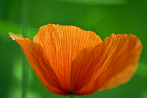 Papavero rosso