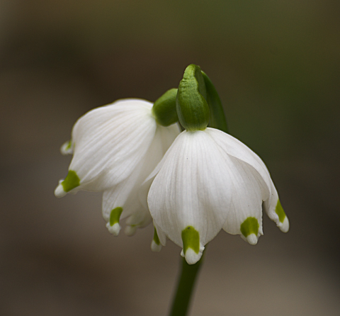 Campanellino