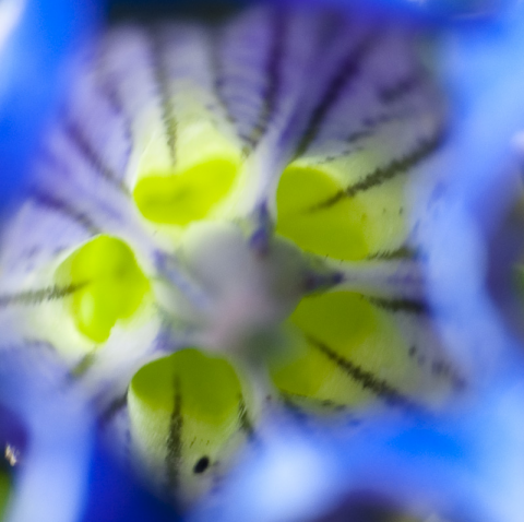 Gentiana kochiana