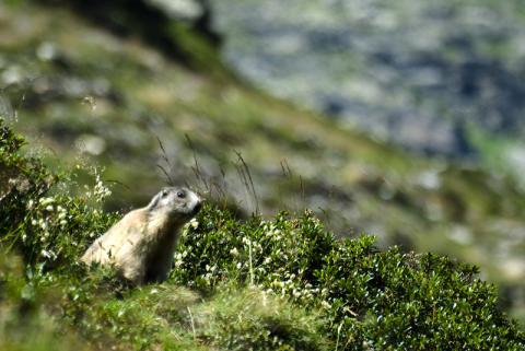 Marmotta