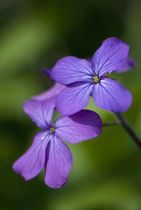 Linaria Annua