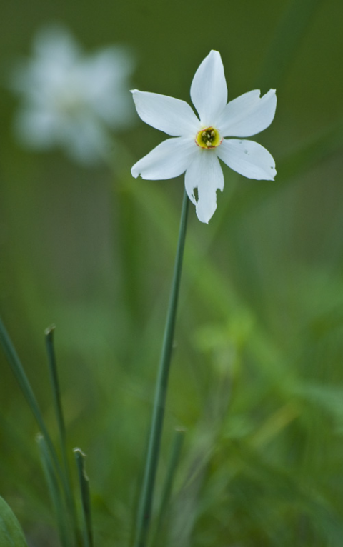Narcissus poeticus