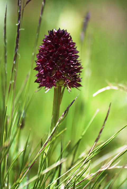 Nigritella nigra