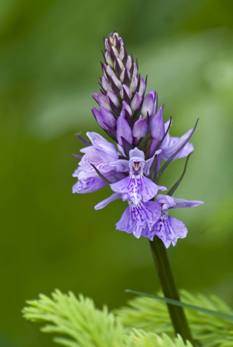 Orchis maculata