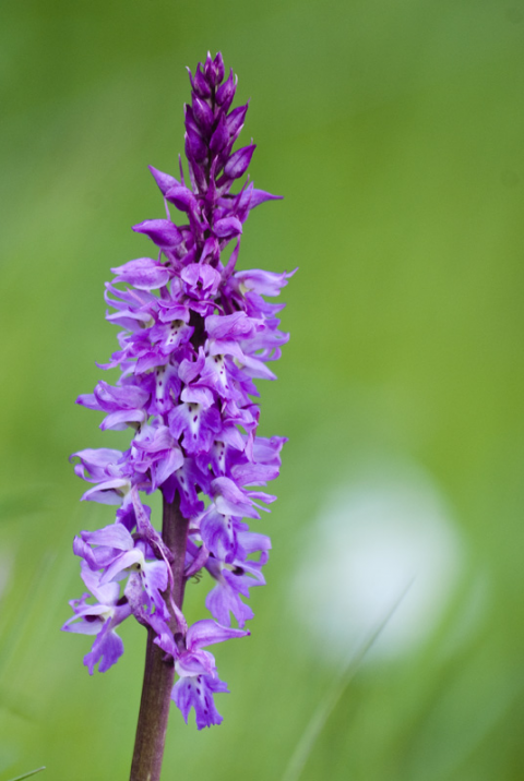 Orchis mascula
