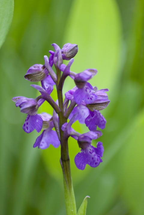 Orchis morio