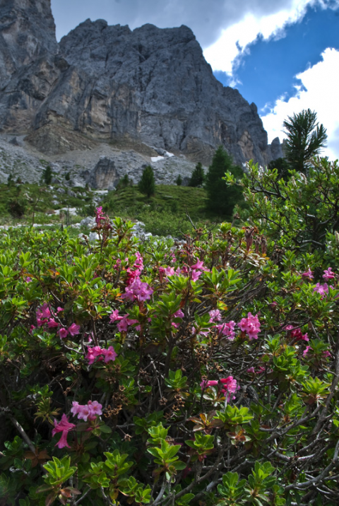 Paesaggio con rododendri