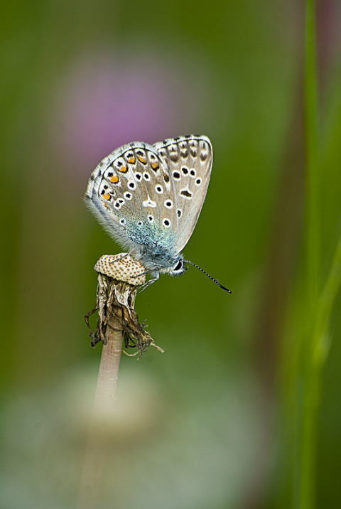 Plebejus agestis