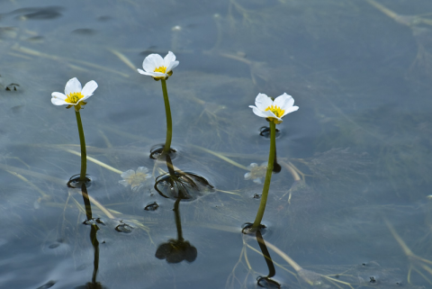 Ranunculus fluitans