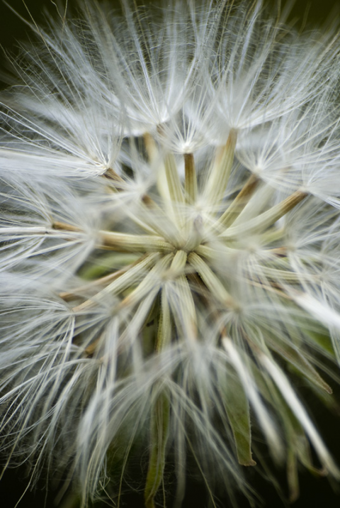 Soffione
