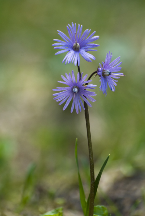 Soldanella alpina