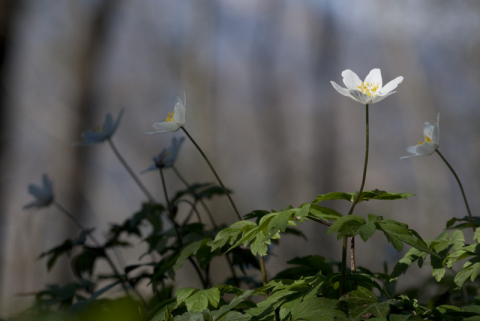 Anemone Nemorosa