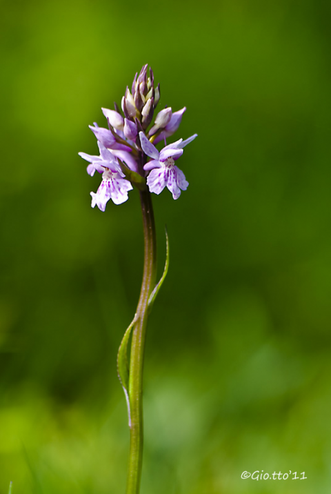 Dactylorhiza maculata