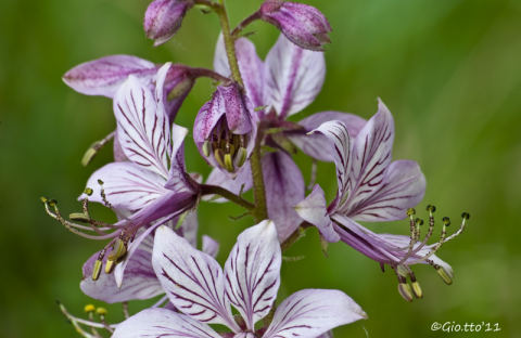 Dictamnus albus
