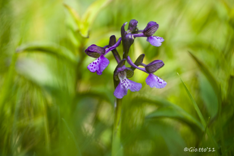 Orchis morio