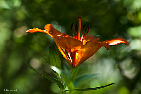 Lilium bulbiferum