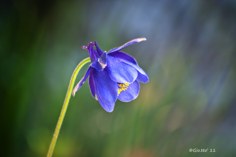 Aquilegia