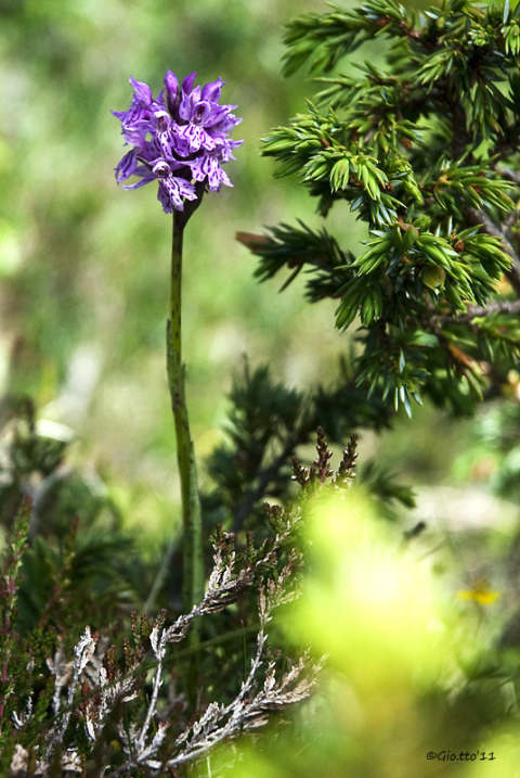 Dactylorhiza maculata