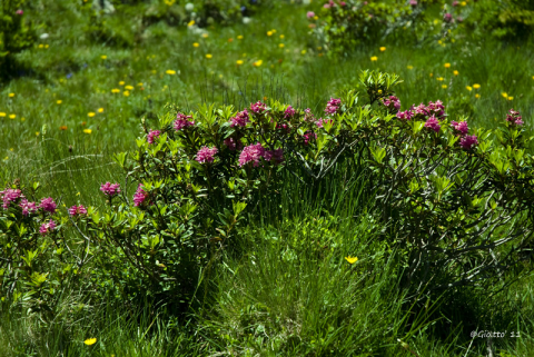 Rododendri