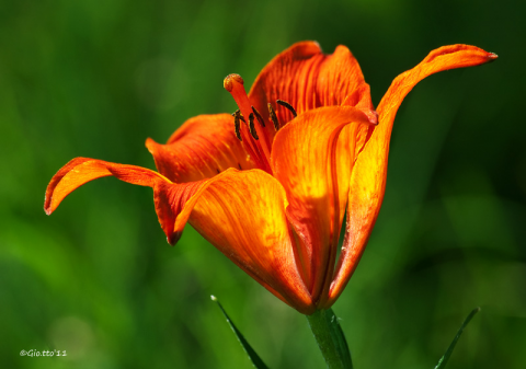 Lilium bulbiferum