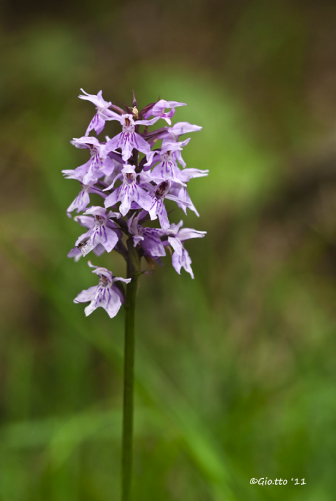 Dactylorhiza-maculata