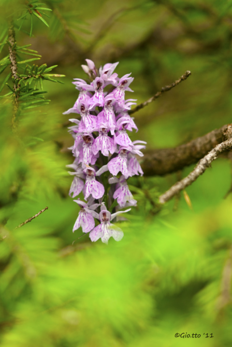 Dactylorhiza-maculata