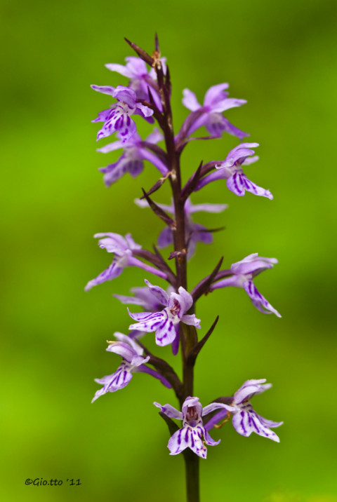 Dactylorhiza-maculata