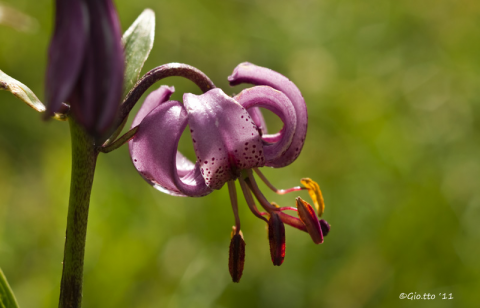 Lilium martagon