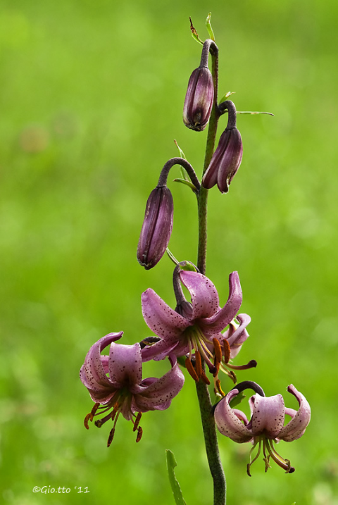 Lilium martagon
