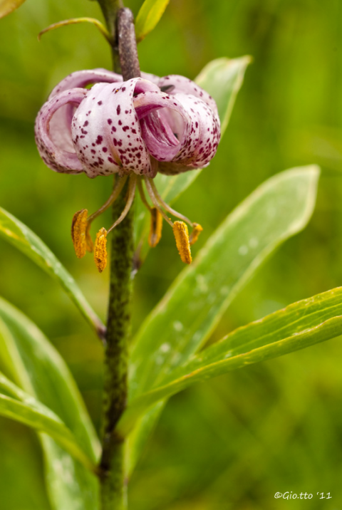 Lililum martagon