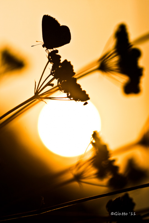 Farfalla controluce