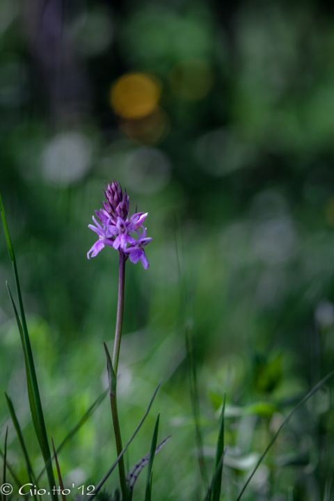 Orchis maculata