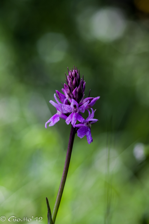 Orchis maculata