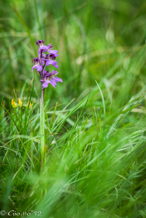 Prima Orchis Morio