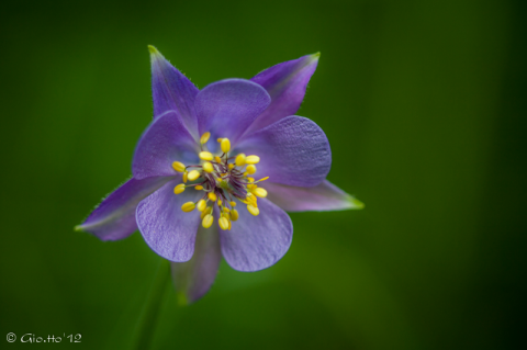 Aquilegia