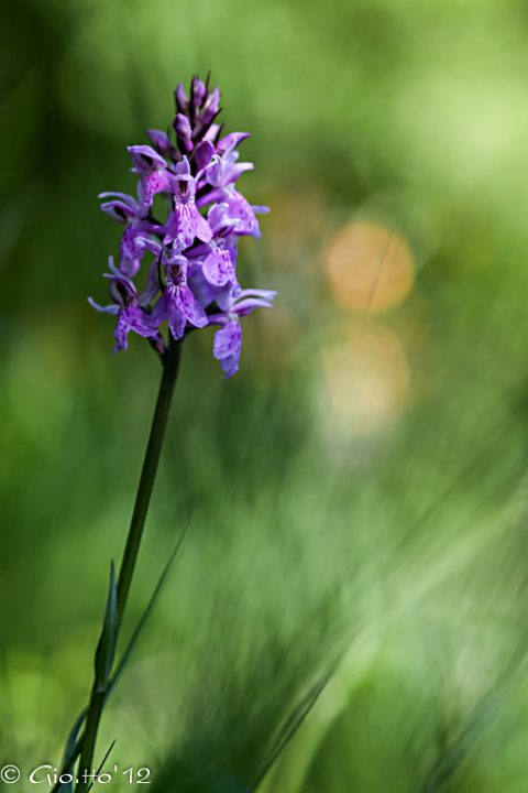 Orchis Maculata