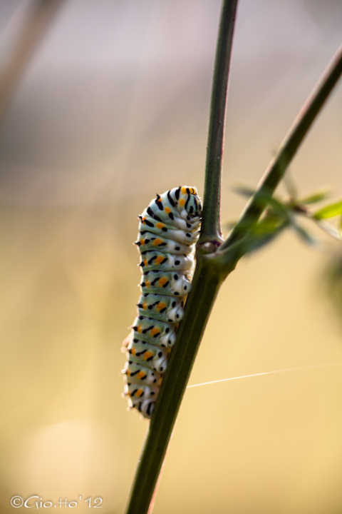 Bruco di Papilio machaon