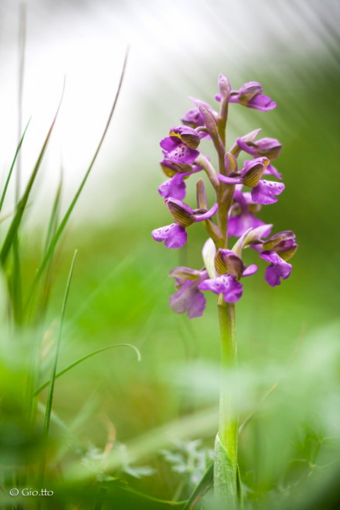 Anacamptis Morio