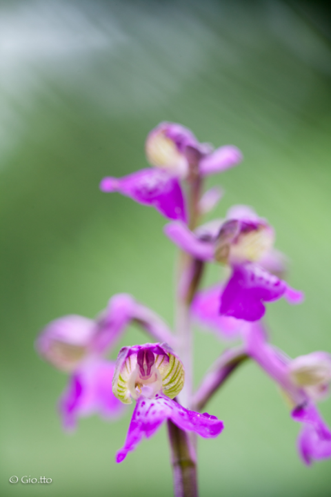 Anacamptis Morio, macro