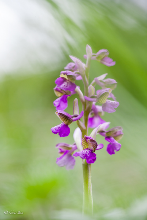 Anacamptis Morio
