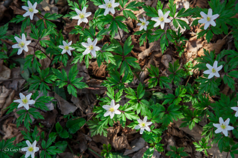 Anemone bianco